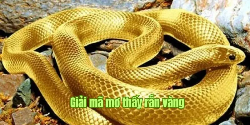 Chuyên gia giải mã các hình ảnh thường gặp trong nằm mơ thấy rắn